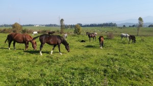 Prats, vaques i cavalls a Eslovènia  