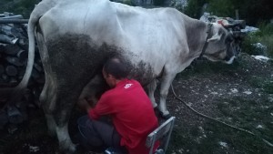 Lluís munyint una vaca 