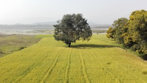 Majestuós arbre al mig d'un camp de blat i a tocar del riu Yamuna que aquí fa frontera entre els estats Uttarakhand que deixo i Himachal Pradesh on entro