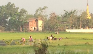 Planting rice by hand.